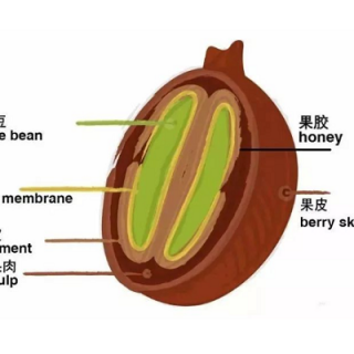 咖啡豆日晒豆和水洗豆那种口味更好些呢？挂耳咖啡包装机